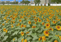 <strong>“三书一证一表”</strong>